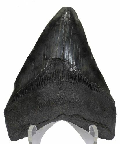 Fossil Megalodon Tooth #57304